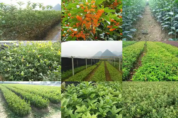130年的桂花树有多大了1684834050982