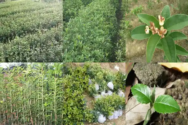 130年的桂花树有多大了1684834051029