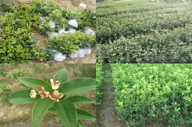 桂花树多少年能长大成树木了1684834072513