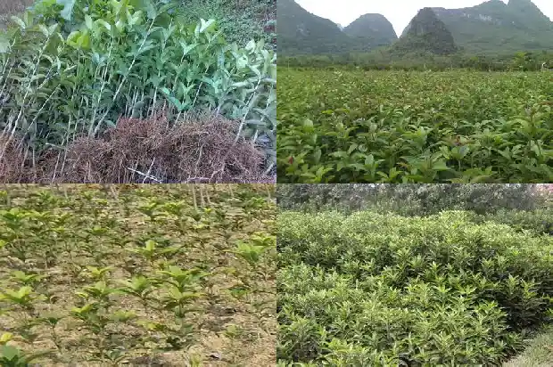 桂花树多少年能长大成树木了1684834072653