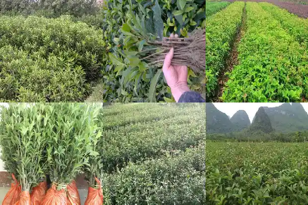 桂花树长成大树要多久才开花1684834124979
