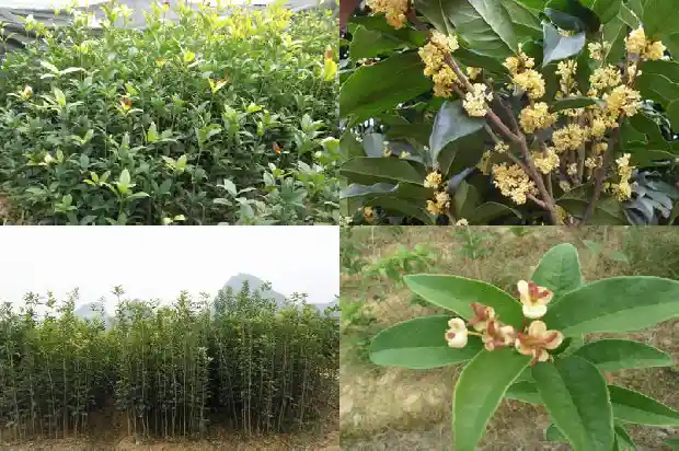 桂花树长成大树要多久才开花1684834125027
