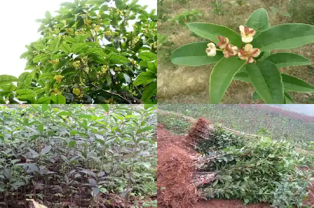 桂花树多久可以长20m1684834160338