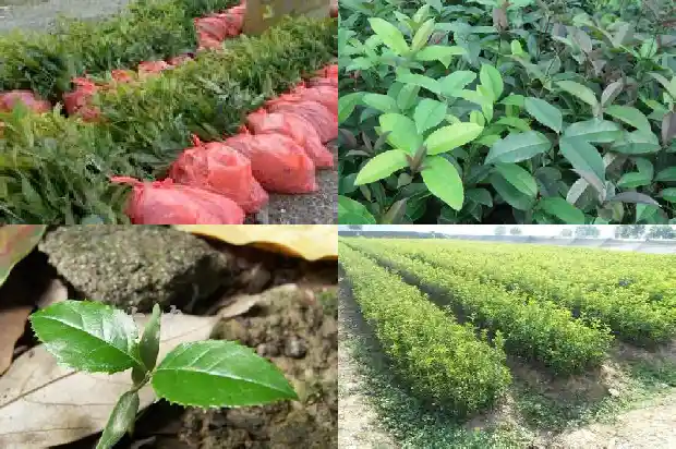 桂花树要多久才能长大呢1684834206495