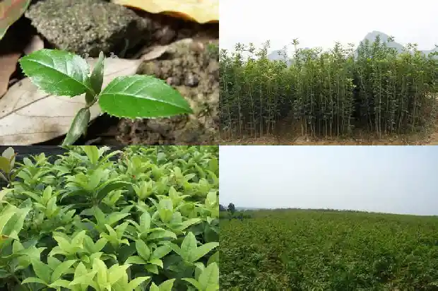 桂花树要多久才能长大呀1684834229963