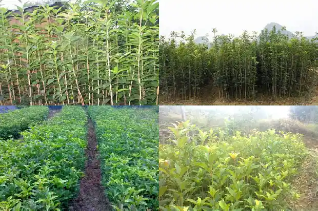 桂花树要多久才能长大呀1684834230057