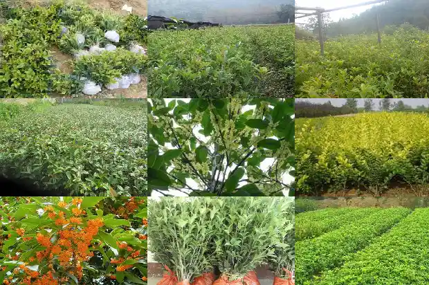 桂花树要多久才能长大呀1684834230102