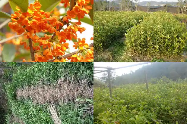 桂花的其他作用1689313411795