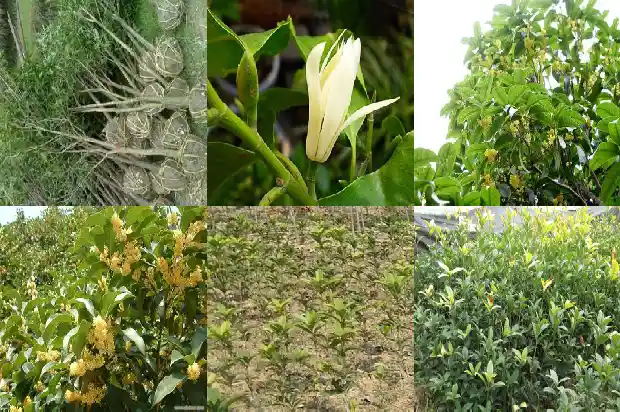 桂花树生长多少年开花1684834271800