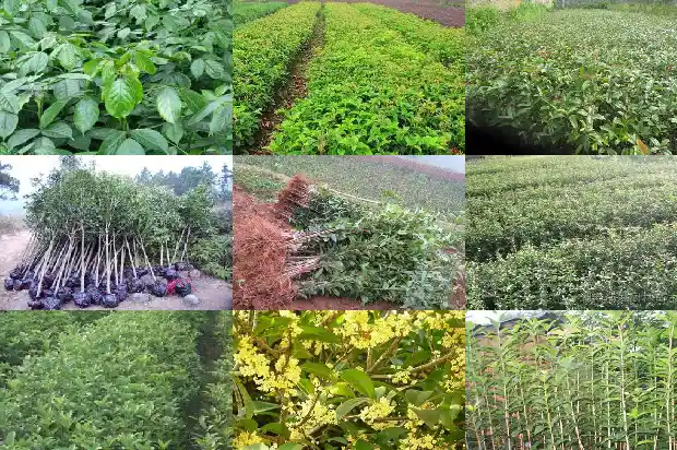 桂花树一年四季都可以栽吗1684834290967