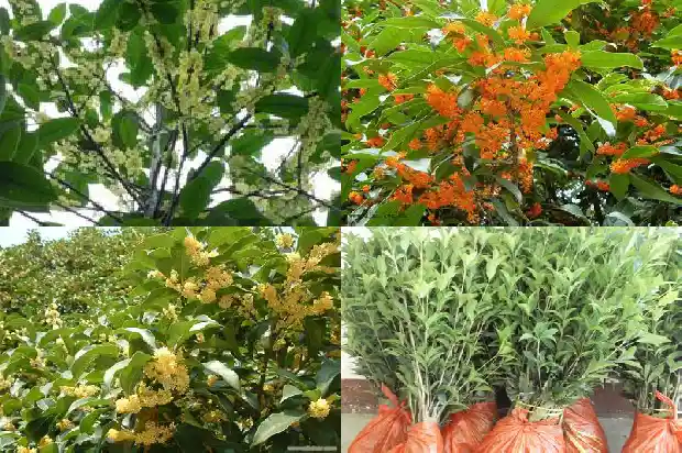 桂花树一年四季都可以栽吗1684834291015