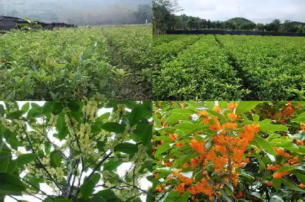 桂花树的根能长多远1684834345854