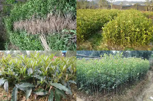 桂花树的根能长多远1684834345902