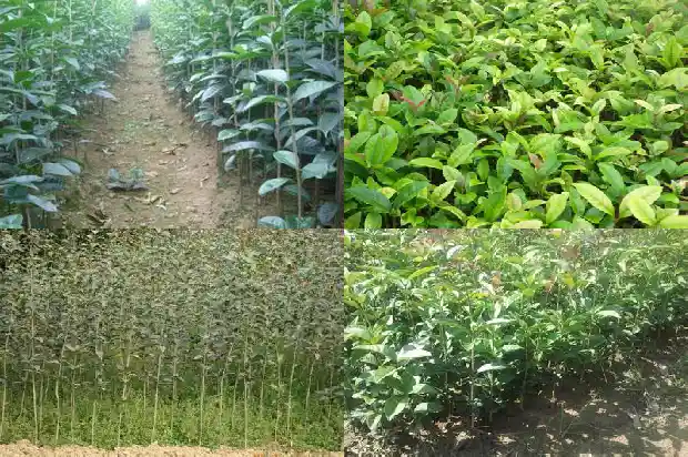 桂花树的根能长多远1684834345950