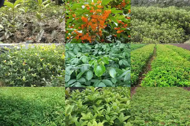 桂花种苗价格多少一棵1689985478972