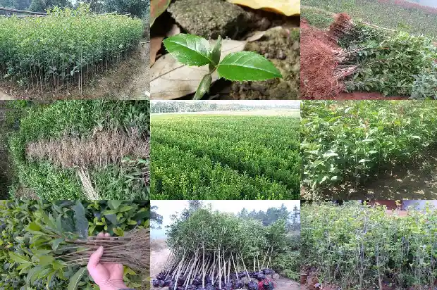 桂花冠幅什么意思1690763713796
