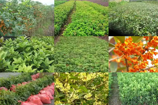 房子前可以种桂花树吗风水好吗1684834376693