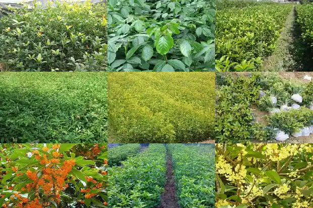 房子前可以种桂花树吗风水好吗1684834376739