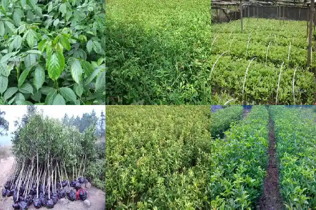 房屋前可以种桂花树吗1684834384153