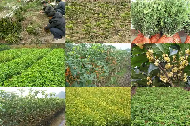 房屋前可以种桂花树吗1684834384200
