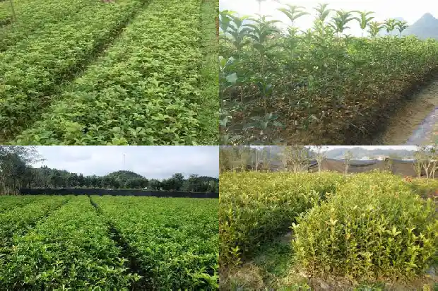 屋前可以种桂花树吗?1684834391437