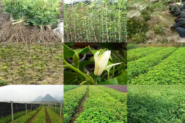 屋前可以种桂花树吗?1684834391484