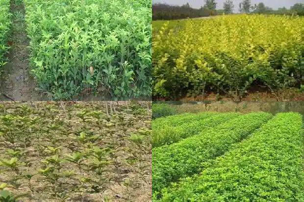 房前能栽桂花树吗1684834403184