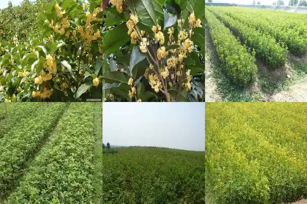 房前能栽桂花树吗1684834403231