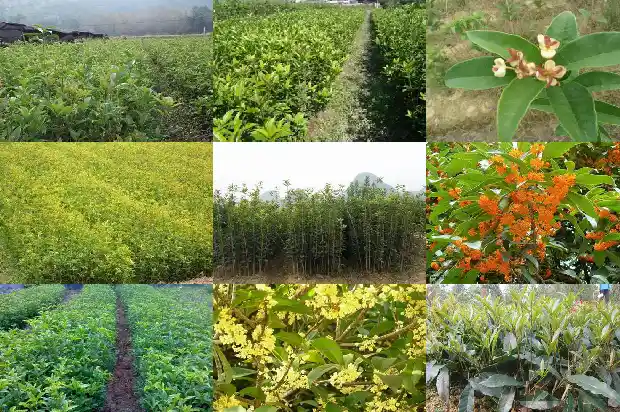 房前能栽桂花树吗1684834403277