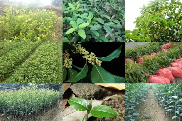 扎根在桂花树下好不好1684834410588