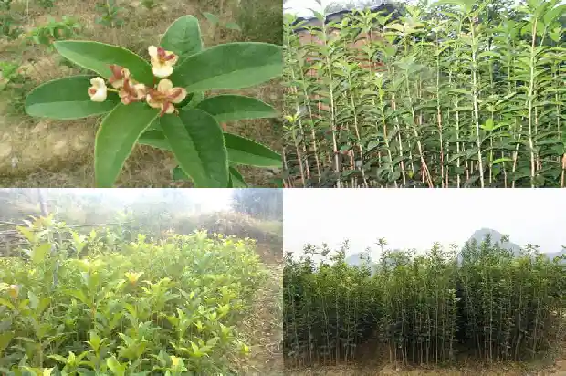 桂花树价格8到10公分多少钱1689640055374