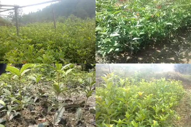 桂花树每年长多高多少棵1684834437458