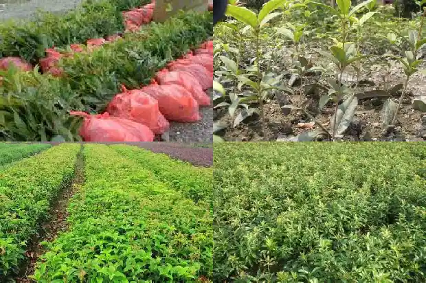 桂花树苗多久能长成树苗1684834449138