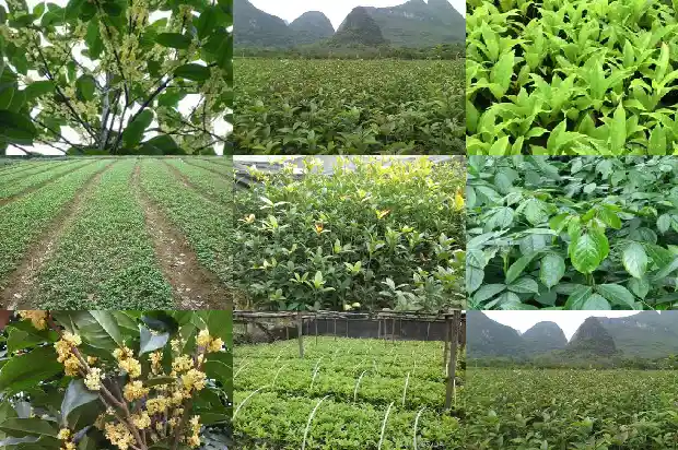 桂花树苗多久能长成树苗1684834449186