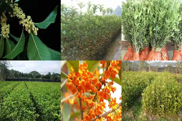 桂花树苗多久能长成树状1684834460968