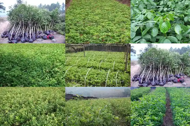 桂花树苗多久能长成树状1684834461061