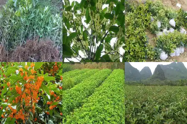 桂花树苗多久能长成树状1684834461108
