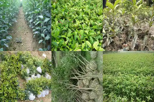 求购20公分桂花树多少钱一棵呢1684834470531
