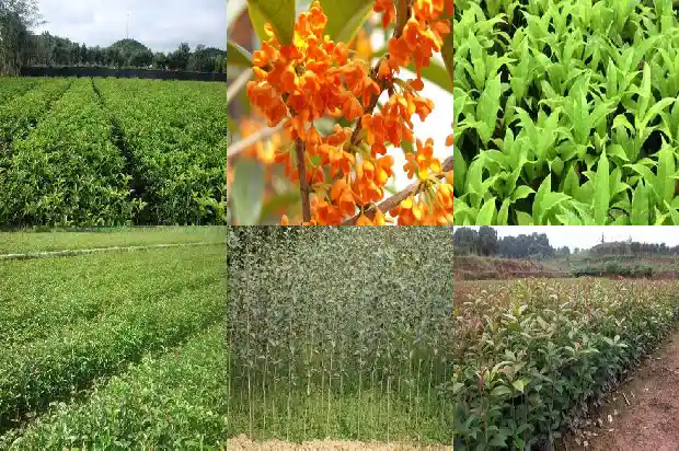 求购20公分桂花树多少钱一棵呢1684834470623