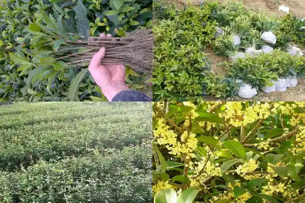 求购桂花树5到10公分多少钱一棵呢1684834478286