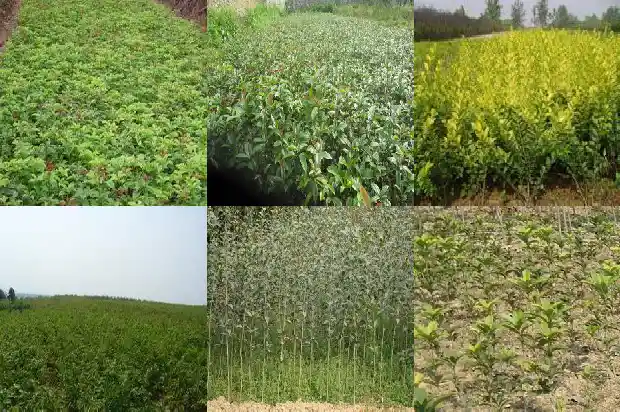 大桂花树怎么挖1684834489987