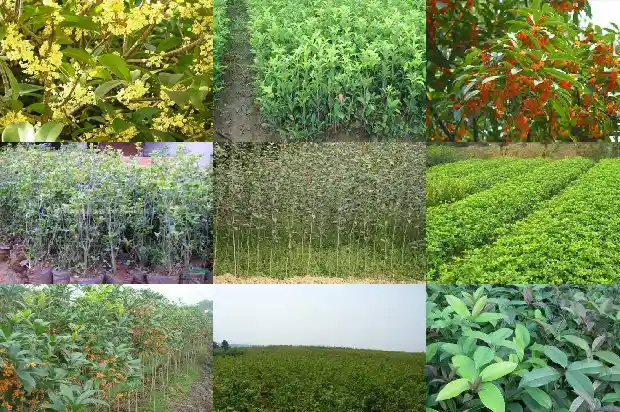 桂花天香台阁好还是日香桂花台好1690072605469