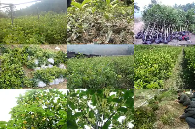 四季桂花价格查询最新行情走势分析1684834501543