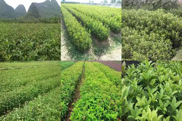 桂花什么时间种植1690418436012