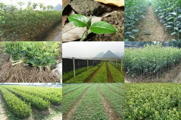 买哪种桂花树好养活一点1688692200638