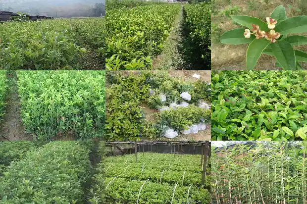 天香台阁桂花几月开花1690072543767