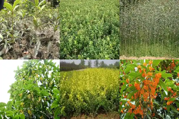 桂花和大枣能一起喝吗1689313400349