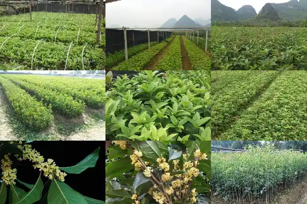 桂花一般多少钱一盆1684834593212