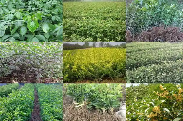 桂花一般多少钱一束1684834600339