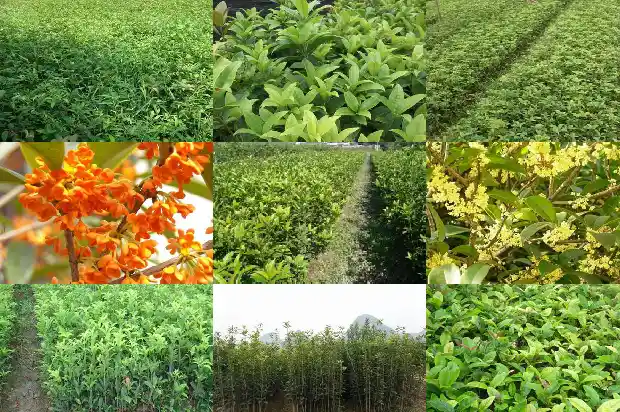 桂花一般多少钱一棵1684834611815